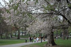Boston Common (4): たぶん桜
