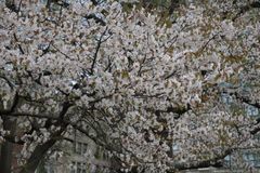 Boston Common (6): これも桜