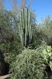 Desert Botanical Garden (1)