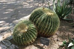 Desert Botanical Garden (3)