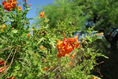 Desert Botanical Garden (4)