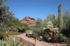 Desert Botanical Garden (5)