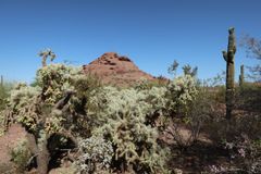 Desert Botanical Garden (6): 後ろのはたぶんLittle Butte