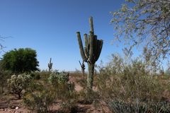 Desert Botanical Garden (7)