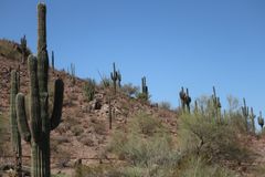Desert Botanical Garden (9)