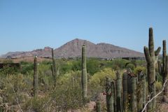 Desert Botanical Garden (10): 実にアリゾナ