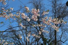 これも桜っぽい？