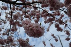 Toomparkのたぶん桜
