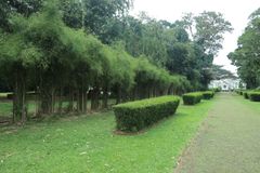 Kebun Raya Bogor (3)