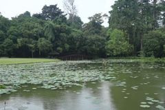 Kebun Raya Bogor (4)