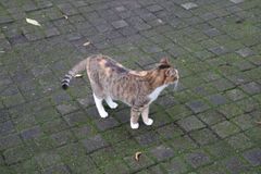 Kebun Raya Bogor (5): 猫