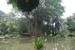 Kebun Raya Bogor (6)