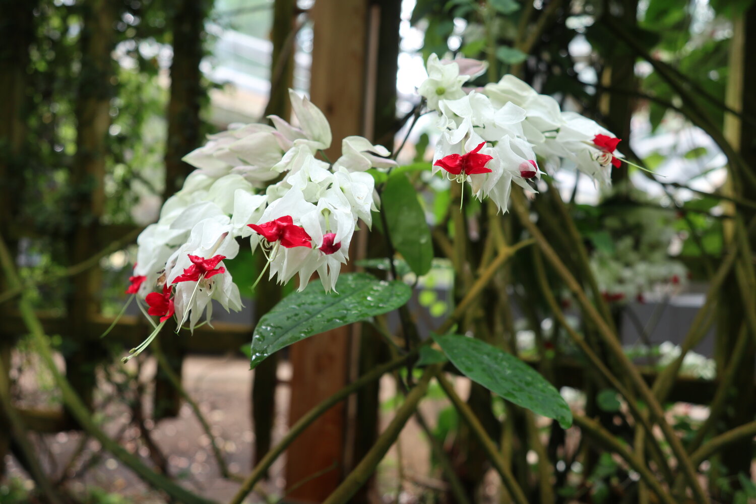 Bleeding Heart@Climatron (2022年6月撮影)