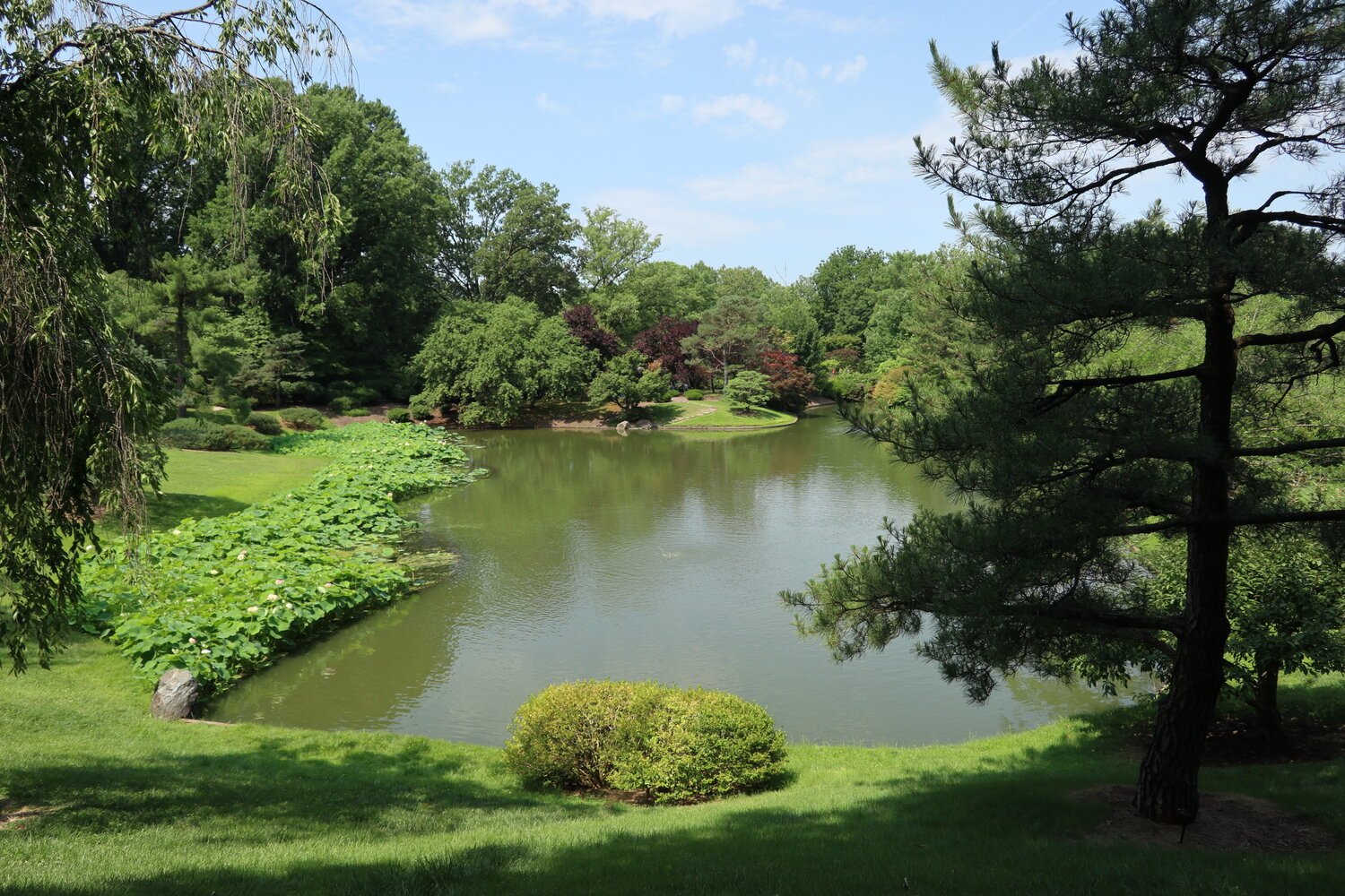 池@Japanese Garden (2022年6月撮影)