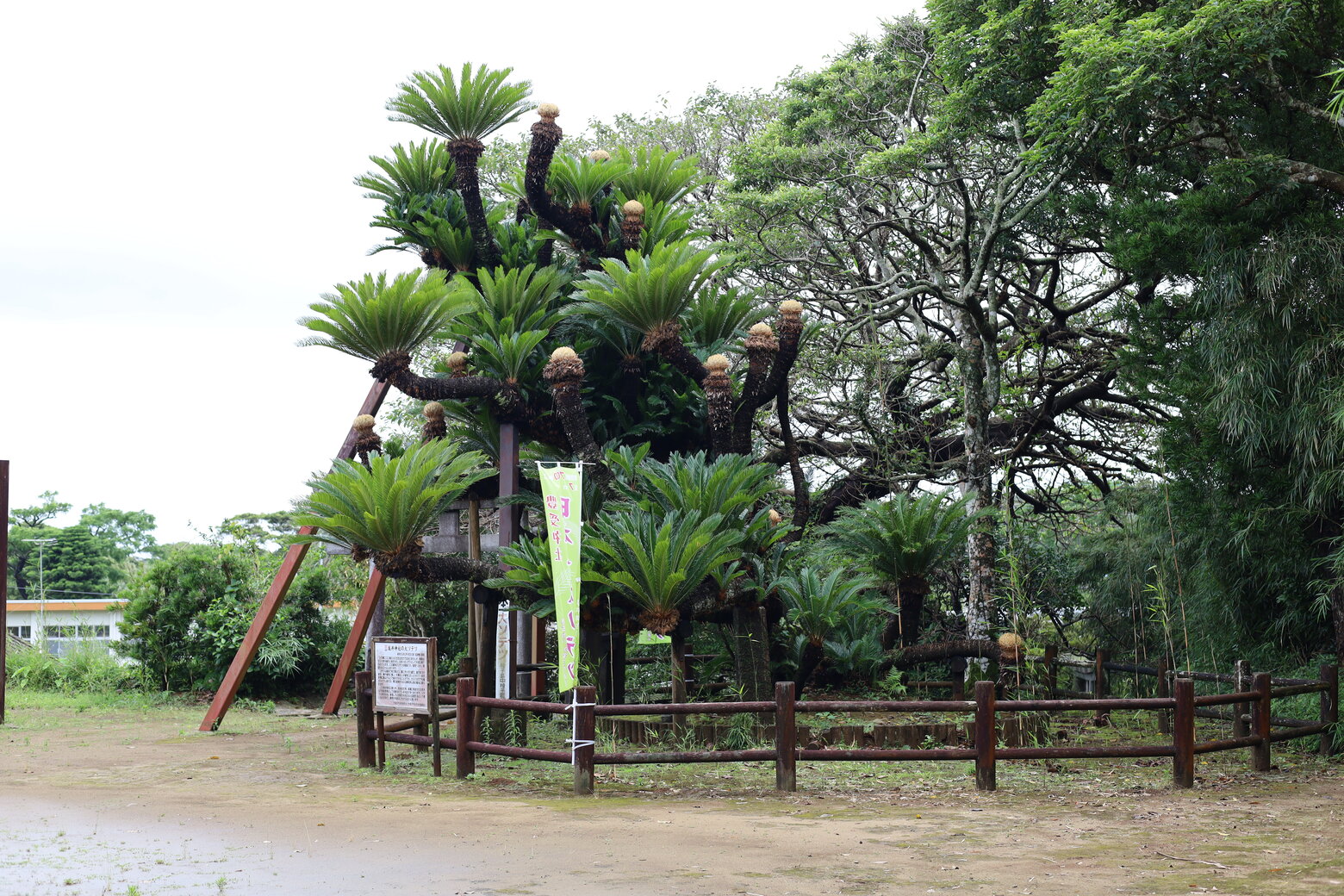 坂井神社の大ソテツ