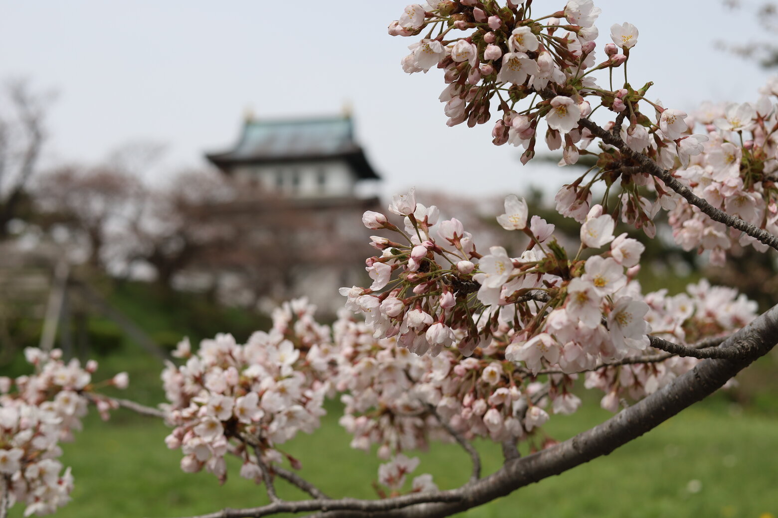 松前城の桜